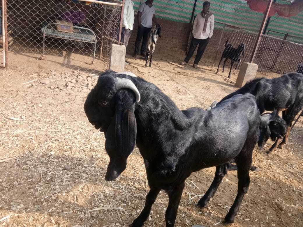 Black-mix-white & Black Beetal Goat