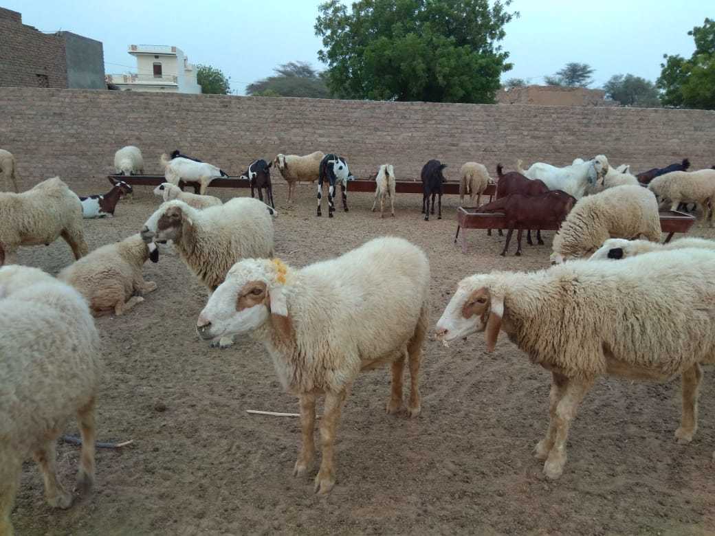 White & Mixing Colour Local/desi Sheep