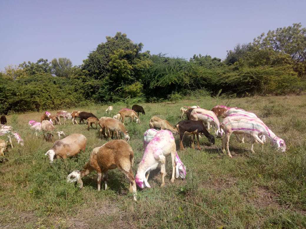 Vijapuri/mandgyal Deccani Sheep