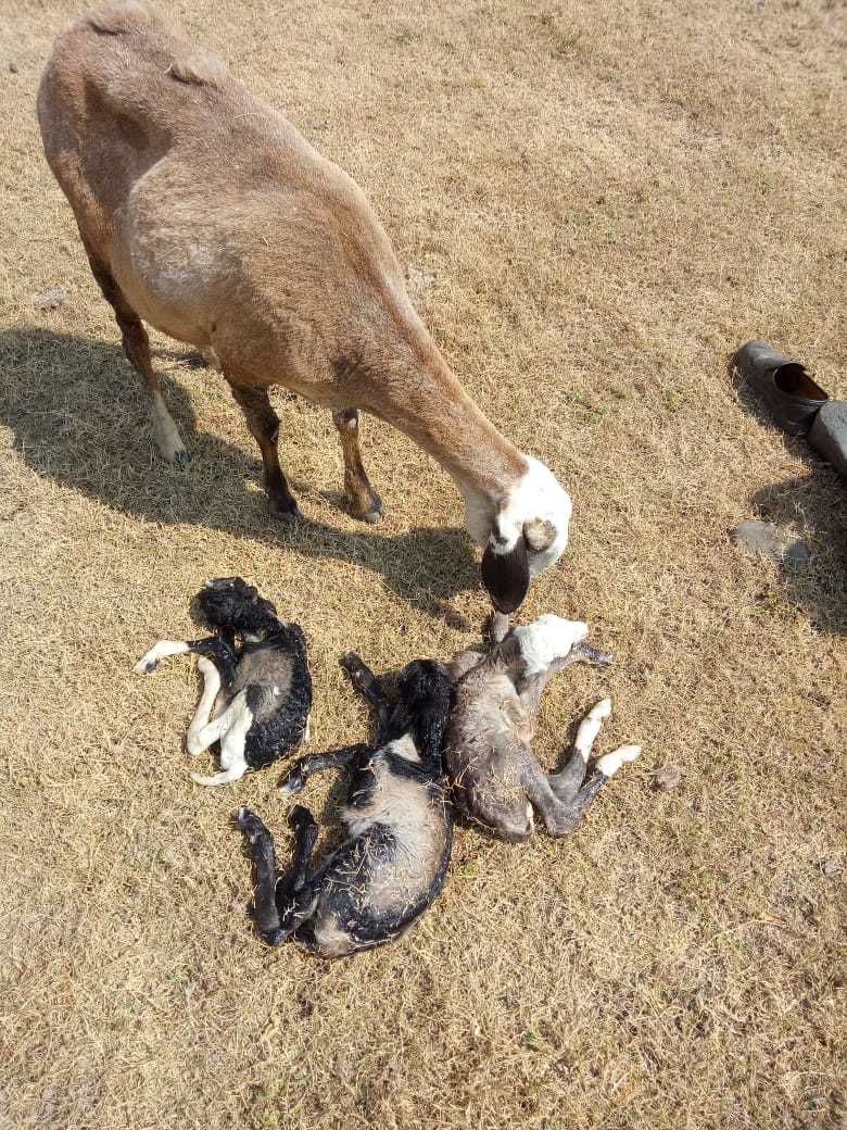 Vijapuri/mandgyal Deccani Sheep