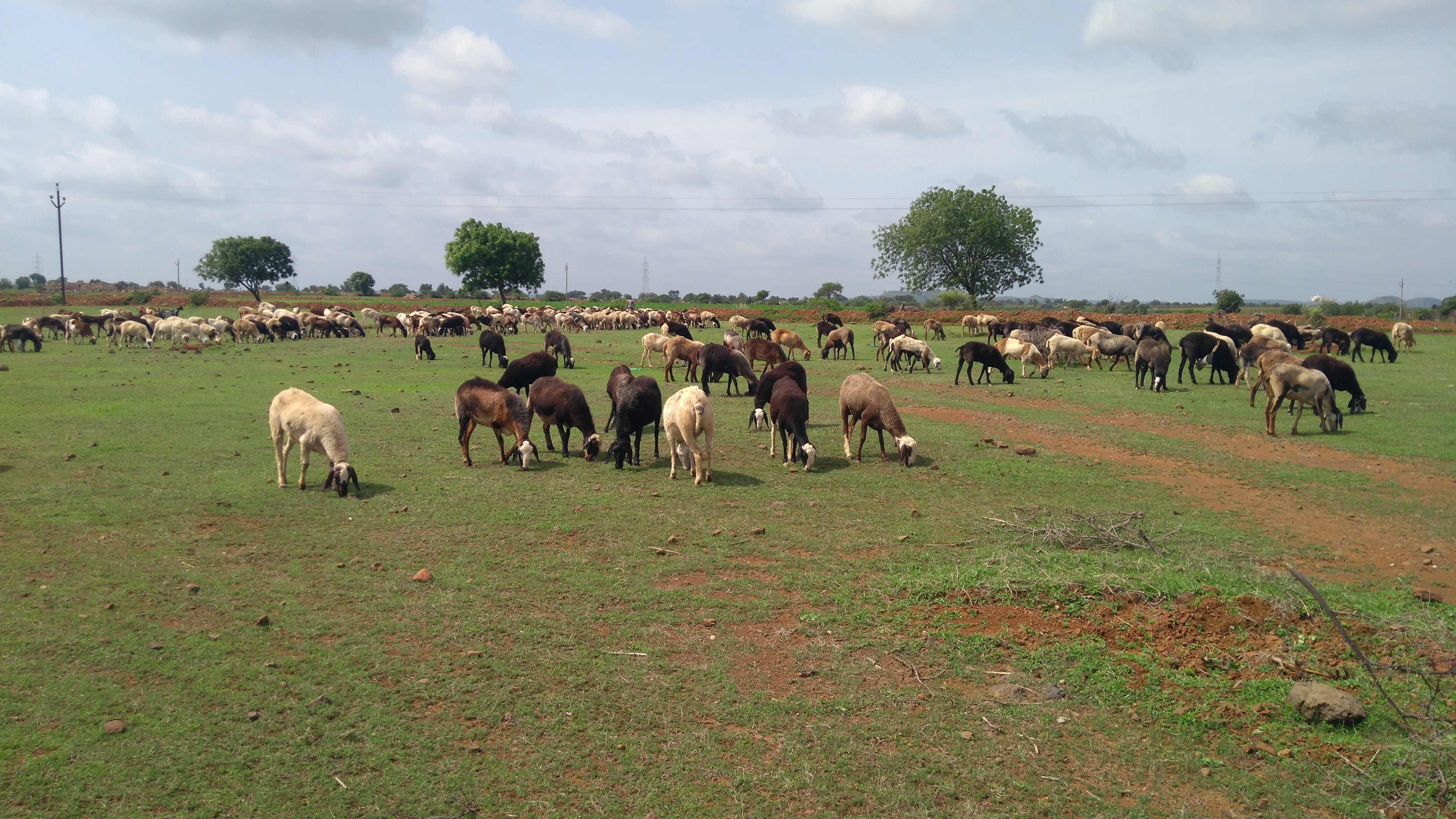 Vijapuri/mandgyal Deccani Sheep