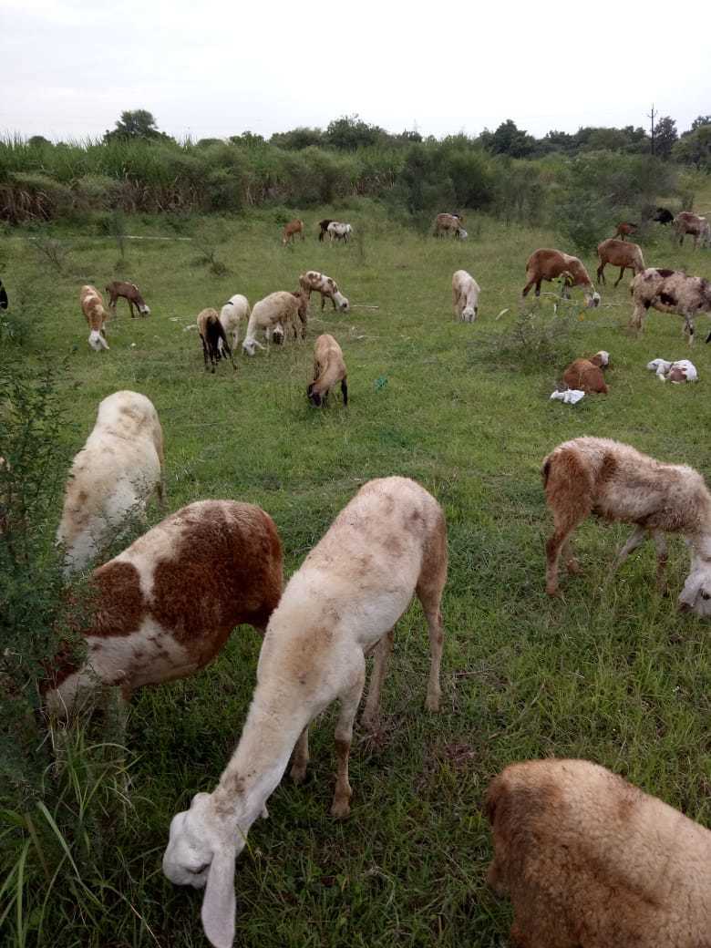 Vijapuri/mandgyal Deccani Sheep