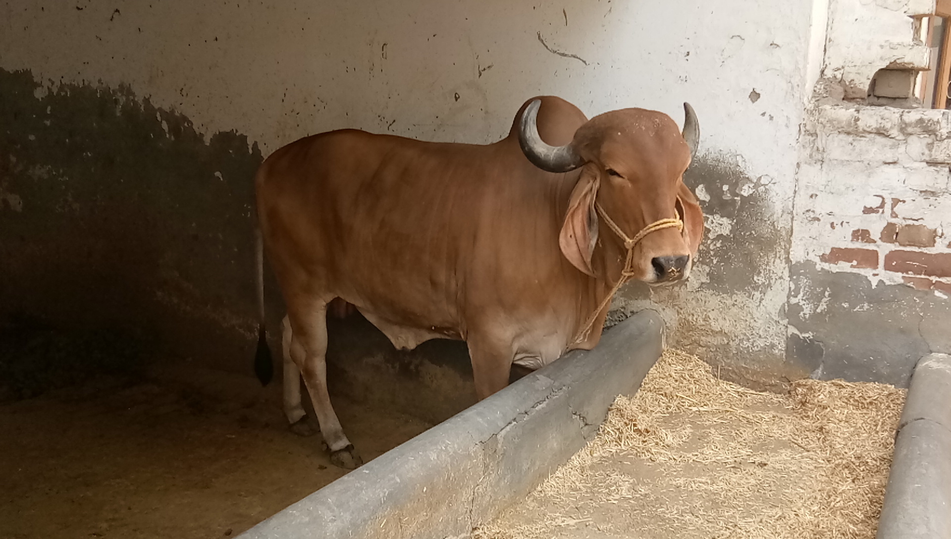 Brown Gir Cow