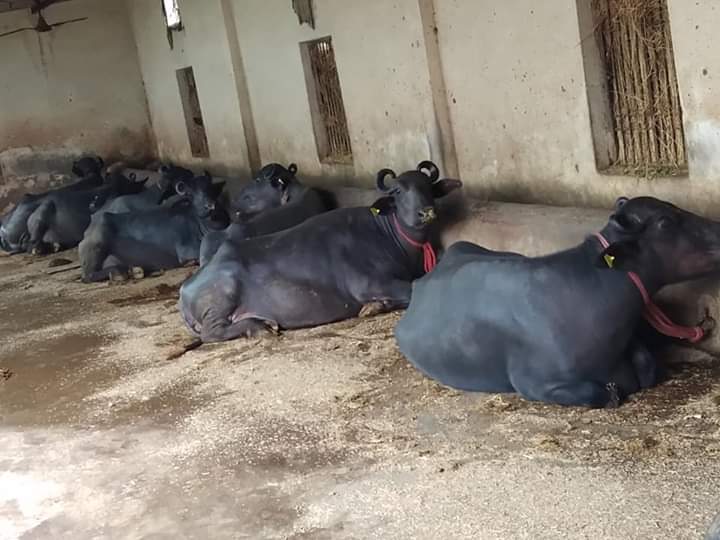 Murrah Buffalo - 40 Months Adult, 400-800 Kg Weight, Jet Black Color | Female For Dairy Farming