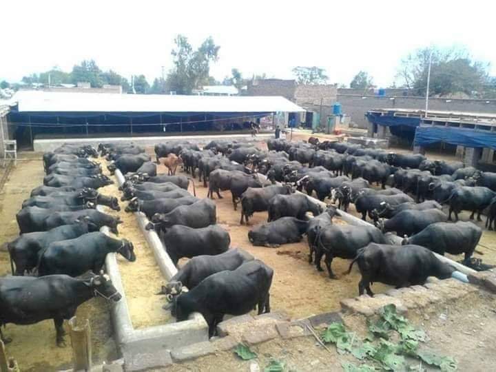 Murrah Buffalo - 40 Months Adult, 400-800 Kg Weight, Jet Black Color | Female For Dairy Farming