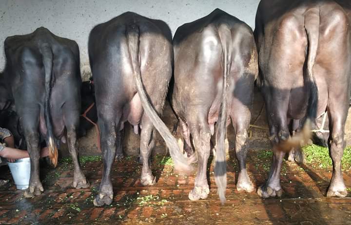 Murrah Buffalo - 40 Months Adult, 400-800 Kg Weight, Jet Black Color | Female For Dairy Farming