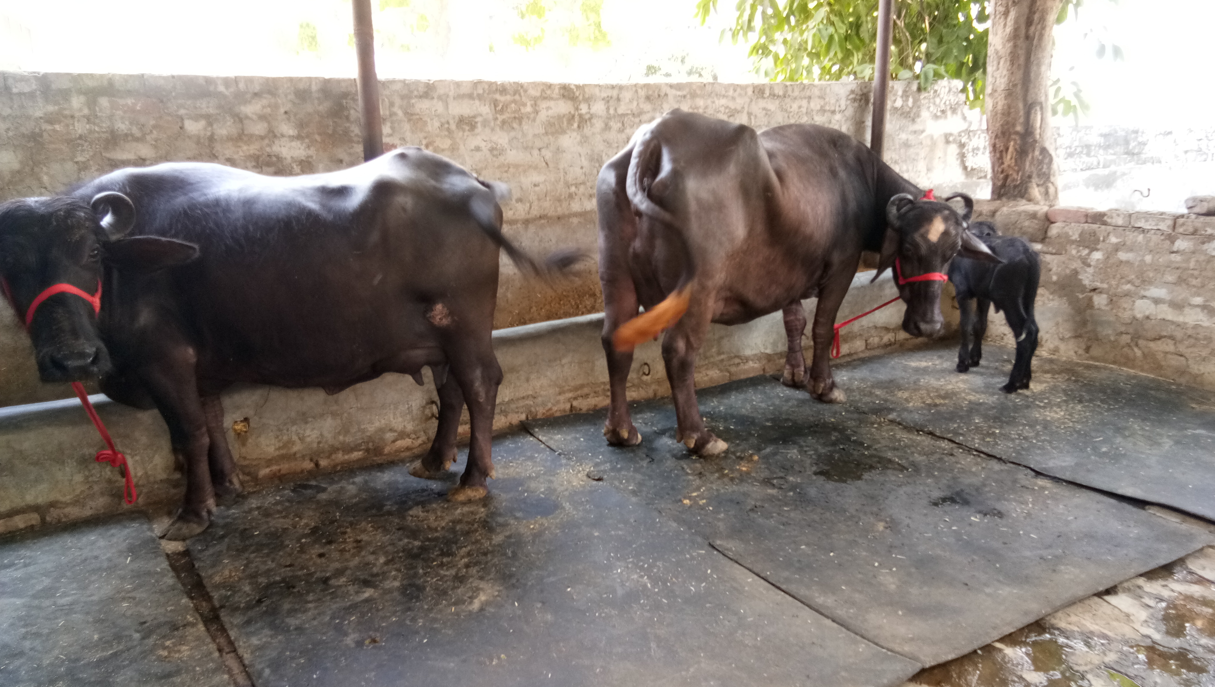 Murrah Buffalo - 40 Months Adult, 400-800 Kg Weight, Jet Black Color | Female For Dairy Farming