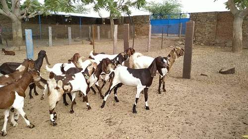 टो टापरी शुद्ध बकरी