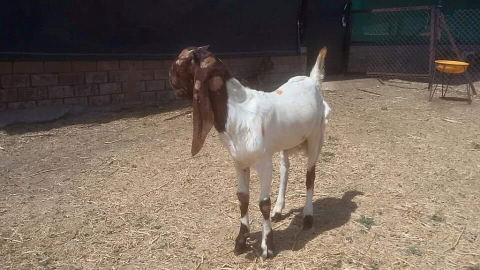 Totapari Pure Goats - Age 4-24 Months, Weight 20-50 Kg | Quality Breeding Livestock, Regularly Vaccinated, Parasite-free