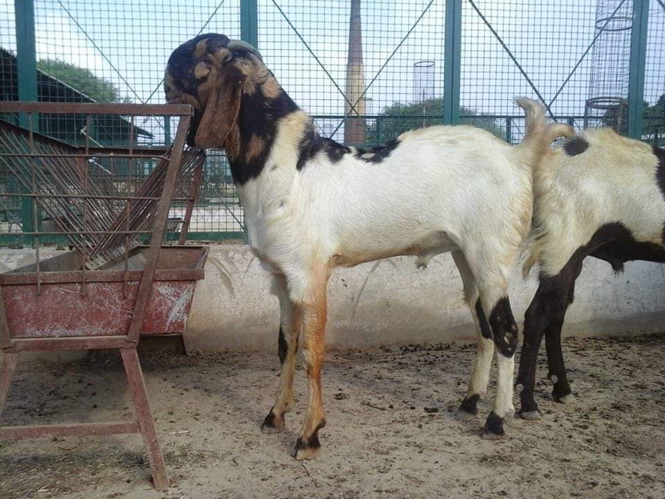 Totapari Pure Goats - Age 4-24 Months, Weight 20-50 Kg | Quality Breeding Livestock, Regularly Vaccinated, Parasite-free
