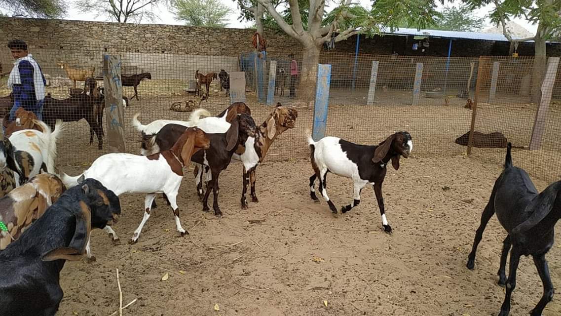 Totapari Pure Goats - Age 4-24 Months, Weight 20-50 Kg | Quality Breeding Livestock, Regularly Vaccinated, Parasite-free