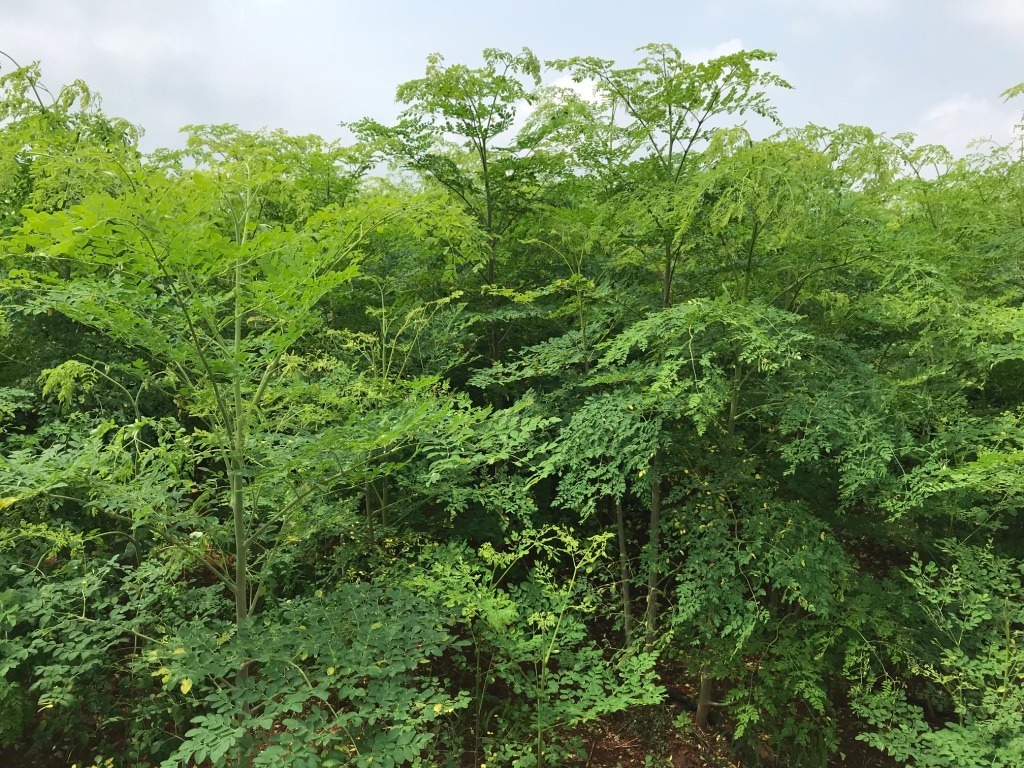 Herbal Product Organic Moringa Dry Leaves