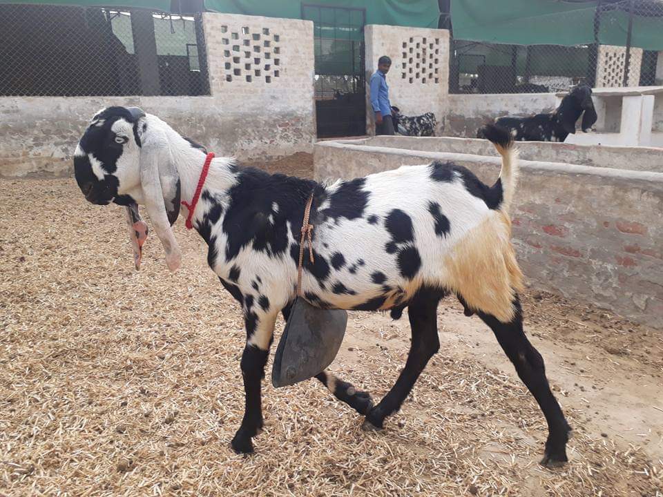 Black-mix-white & Black Beetal Goat