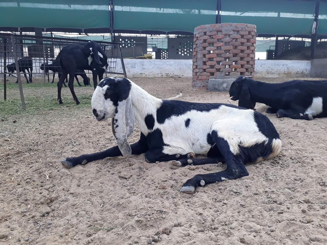 Black-mix-white & Black Beetal Goat