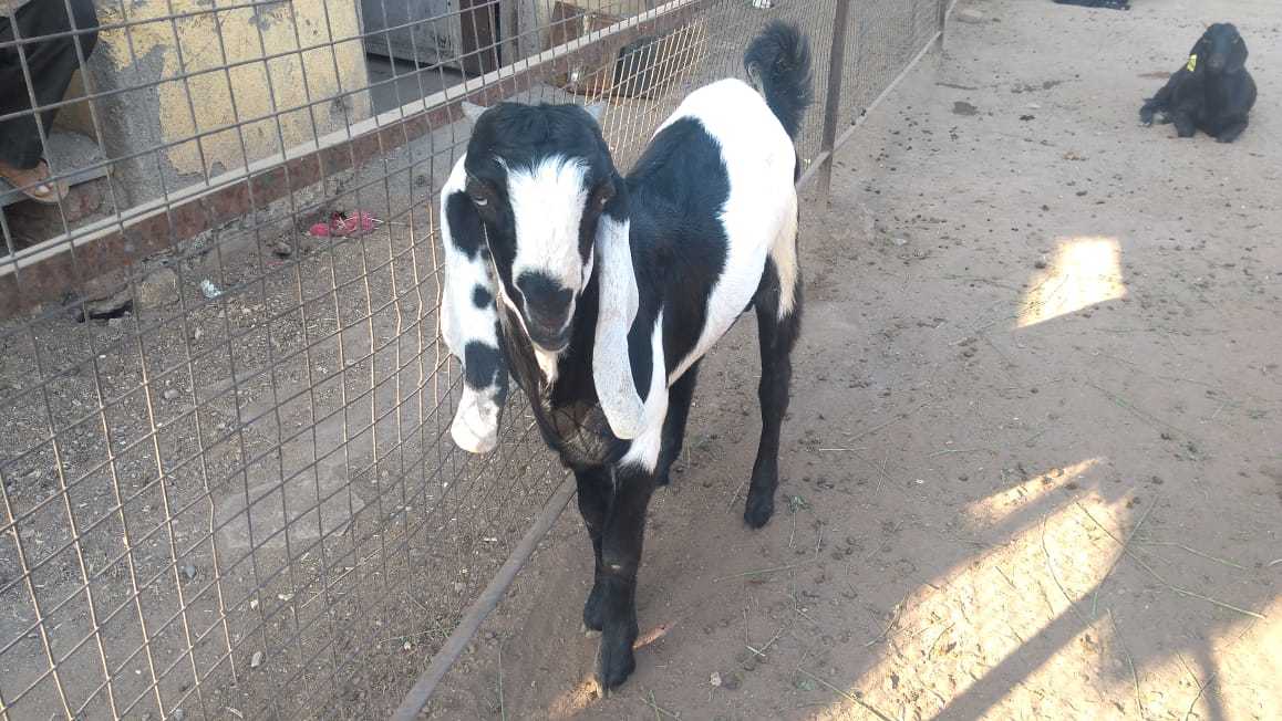 Black-mix-white & Black Beetal Goat