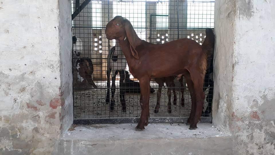 Black-mix-white & Black Beetal Goat