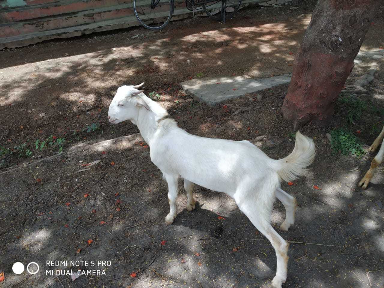 देशी बकरी