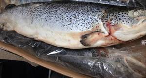 Frozen Atlantic Norwegian Salmon