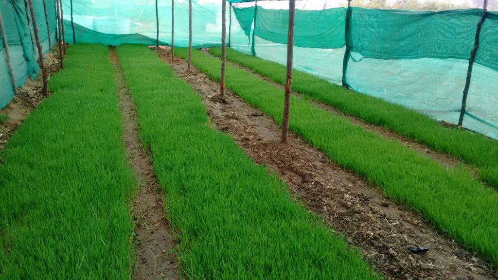 Organic Wheatgrass Tablet