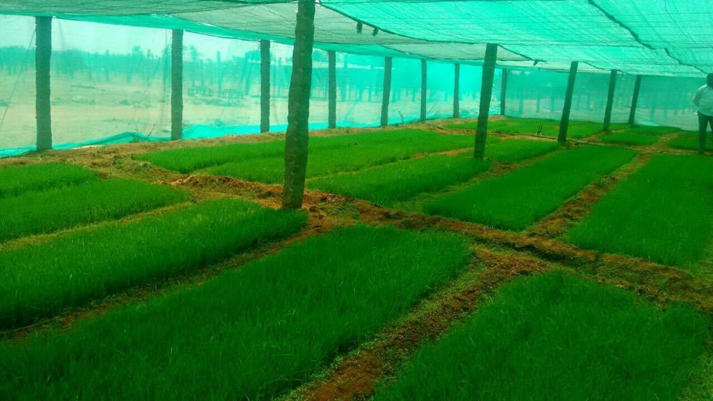 Organic Wheatgrass Tablet