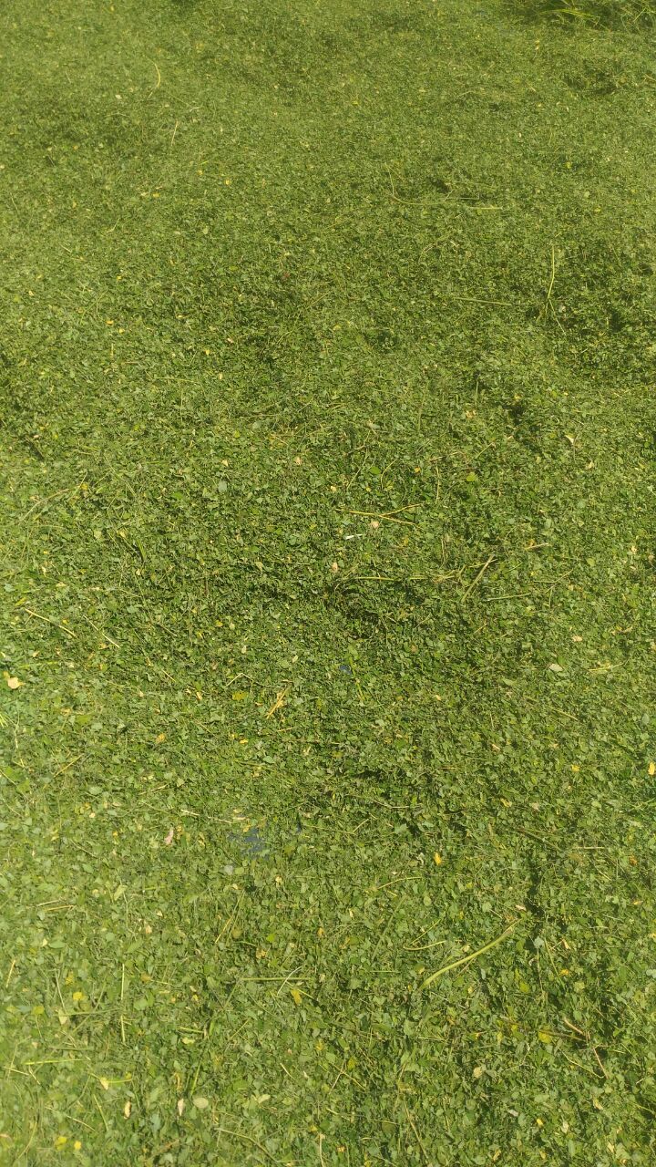 Herbal Product Dried Moringa Leaves
