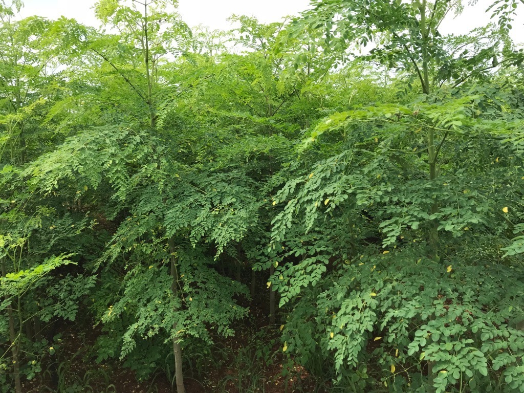 Herbal Product Dried Moringa Leaves