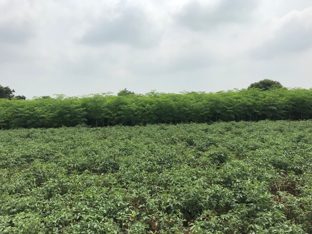 Herbal Product Dried Moringa Leaves