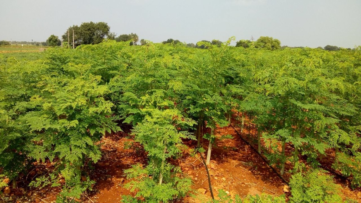 Herbal Product Dried Moringa Leaves