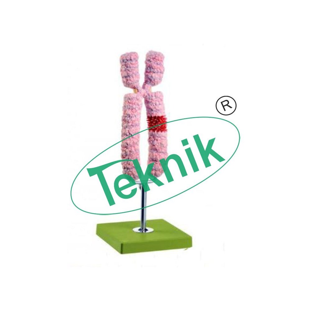 Giant Model of Chromosome - Detailed Metaphase Representation, Irregular Surface Illustrating Chromatin Loops and Protein Interactions, One Chromatid Arm