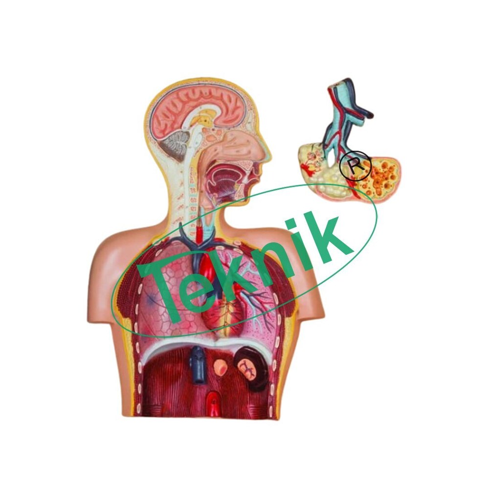 Model of the Respiratory System With Alveole - Dimensions: 400 x 260 x 80 mm | Application: Biology Models, Usage: Educational Demonstration