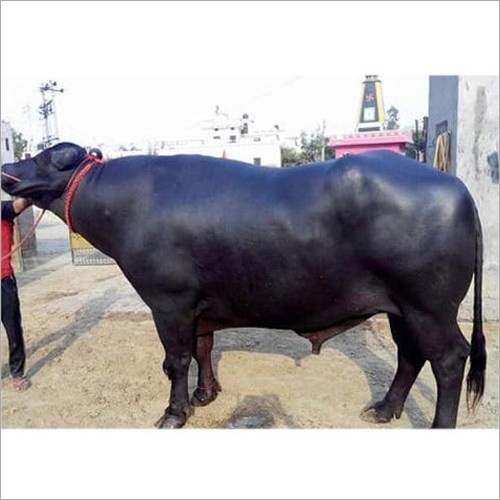 शुद्ध मुर्रा नस्ल का सांड