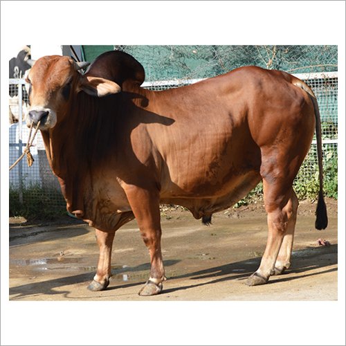 साहीवाल बैल