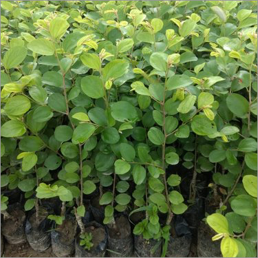 लाल थाईलैंड सुंदरी सेब बेरी