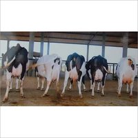 डायरी एचएफ गाय