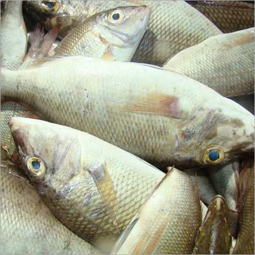जमी हुई सम्राट मछली