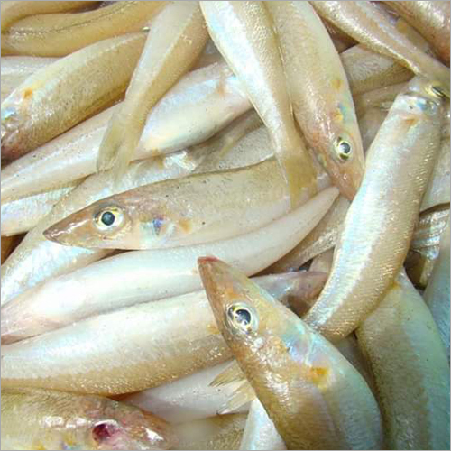 ताज़ा केबाइकेन मछली