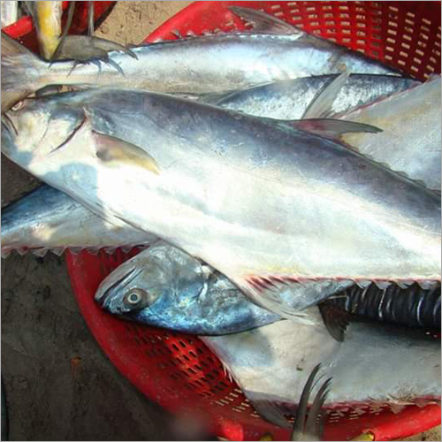 ताजा लेदरजैकेट मछली