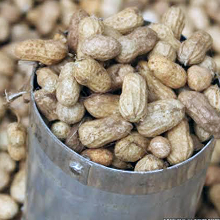 Organic Groundnut