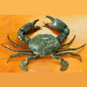 स्काइला सेराटा क्रैब