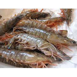 ब्राउन जमे हुए झींगा