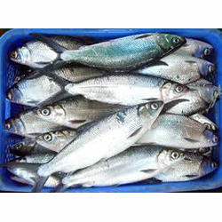 दूध की मछली