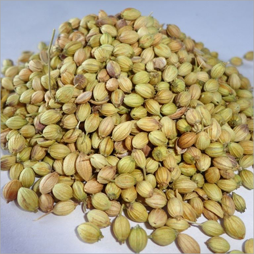 Organic Coriander Seeds