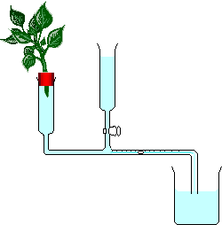 Potometer (Laboratory Glassware)