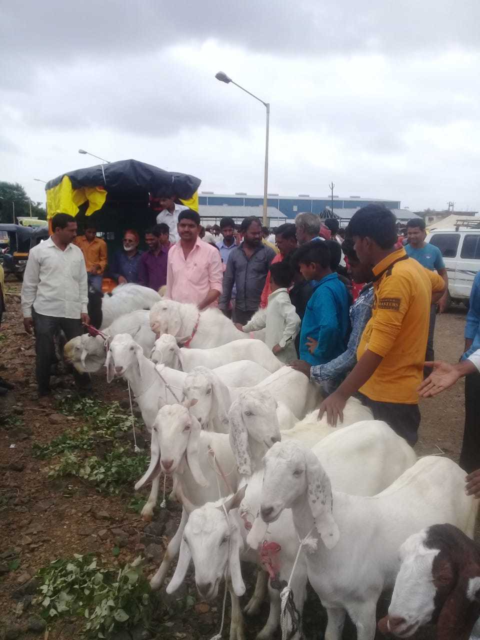 All Breed Available Eid Goats