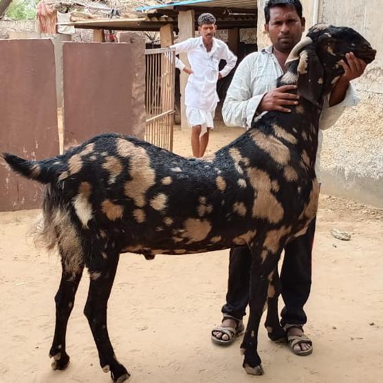 All Breed Available Eid Goats