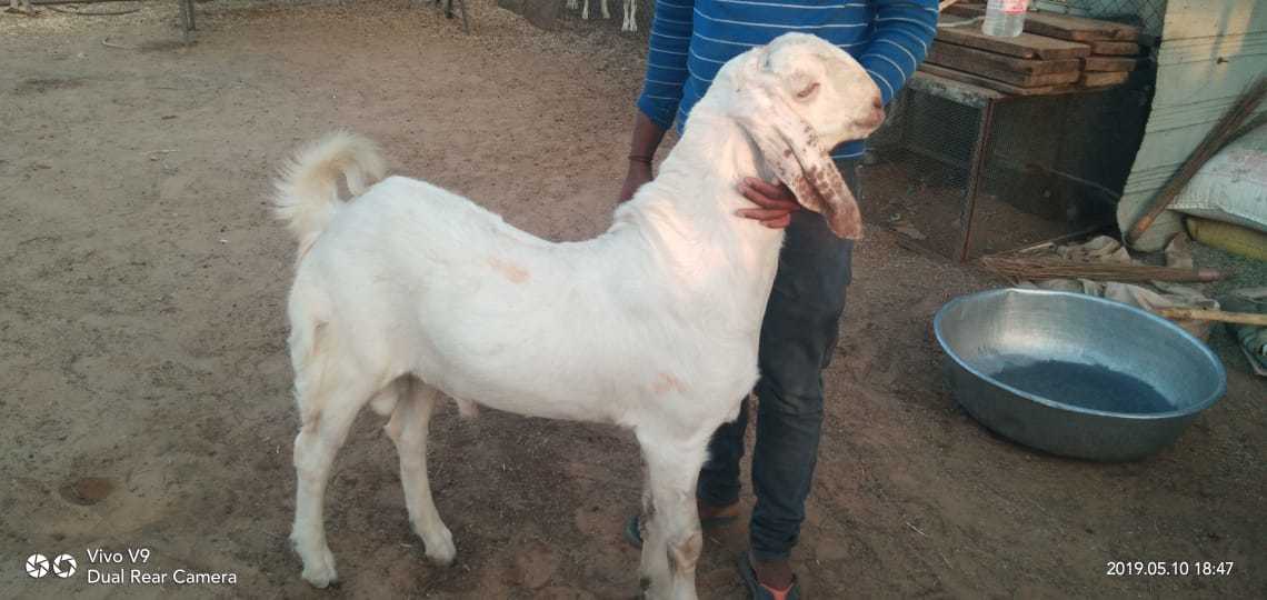 All Breed Available Eid Goats