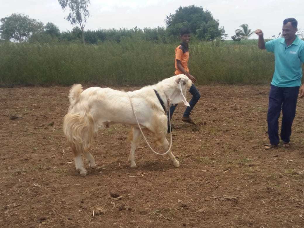 All Breed Available Eid Goats