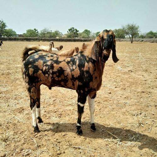 गुजरी बकरियाँ
