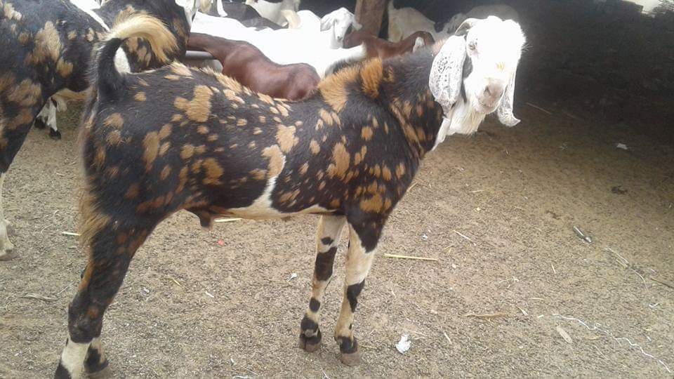 Mix Colour Gujri Goats