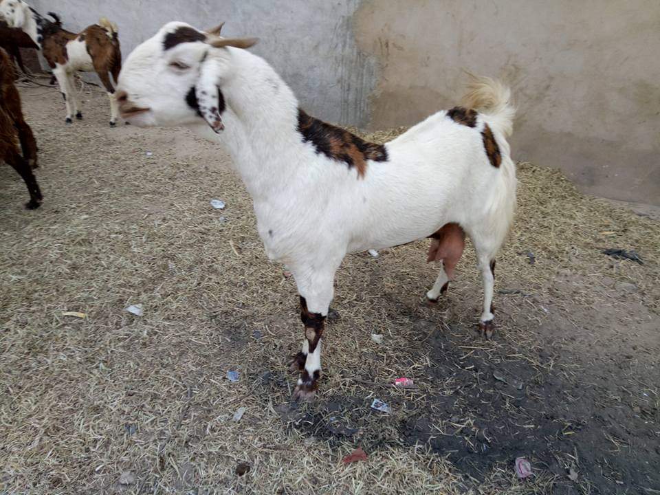 Mix Colour Gujri Goats